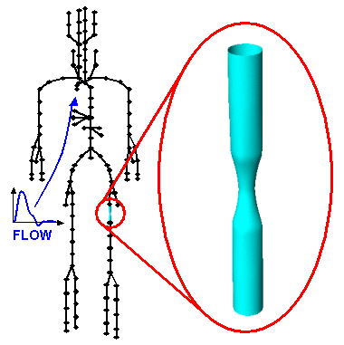 3D model coupled to Westerhof model
